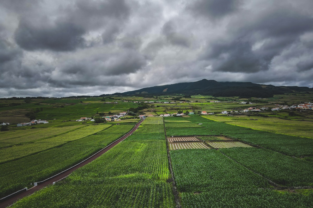 Vertical Farming: The Future of Agriculture